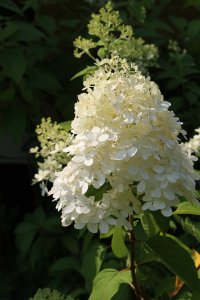 hydrangia 100 iso.JPG