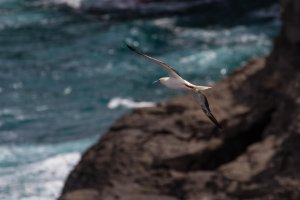 Red_Footed_Booby-4.jpg