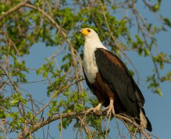Fish eagle.jpg