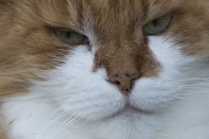 D7T2819_cropped.jpg