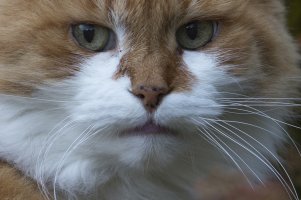 D7T2832_cropped-2.jpg