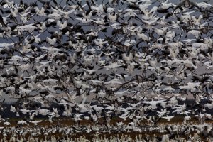 IMG_3825 (1024x683).jpg