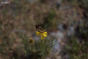 IMG_9918 (4000x2667) (3800x2534).jpg