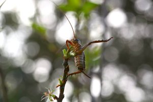 bugs life 2.jpg