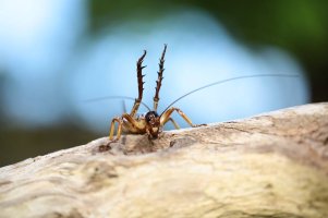 bugs life.jpg