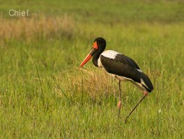 Saddle-billed stork.jpg