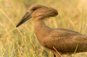Hamerkop.jpg