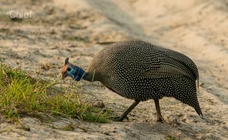 Helmeted Guineafowl.jpg