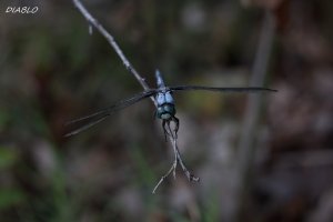 IMG_0045 (3687x2458).jpg