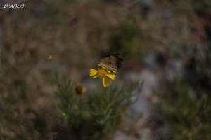 IMG_9919 (4023x2682) (4000x2667).jpg