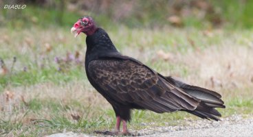 IMG_6915 (2000x1087).jpg