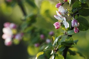 Tree Blossom.jpg