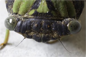 20130818_cicada_006 - Copy.jpg