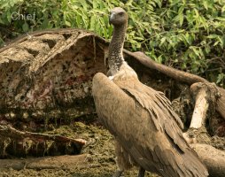 Vulture_4.jpg
