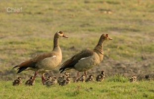 Egyptian Geese and chicks.jpg