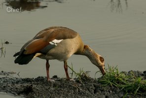 Egyptian goose.jpg