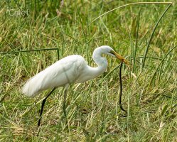 Egret and snake_1.jpg