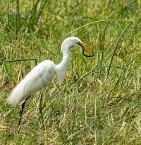 Egret and snake_2.jpg