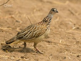 Crested Francolin.jpg