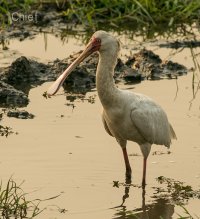African Spoonbill.jpg