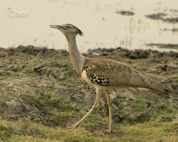 Kori Bustard.jpg