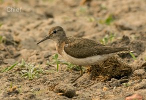 Common Sandpiper.jpg
