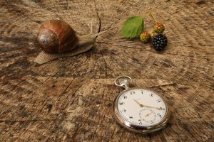 IMG_2606 v2 h1080.jpg