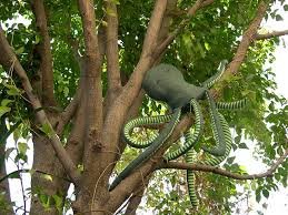 Octopus in a tree.jpg