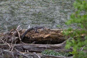 100mm (1800x1200).jpg