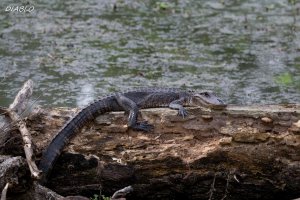 200mm (1800x1200).jpg