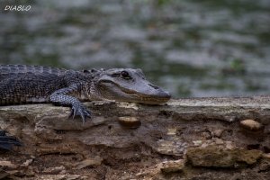 400mm (1800x1200).jpg