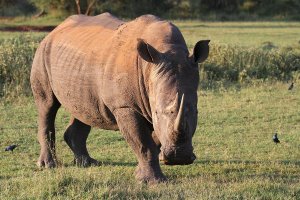 Rhino.jpg