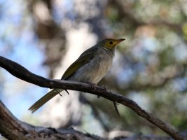 A White-plumed Honeyeater Fishers WL Philip Is 130115 IMG_5511-m.JPG