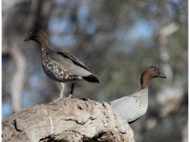 C Australian Wood-duck Woodlands_13-06-23_m_IMG_8685.JPG
