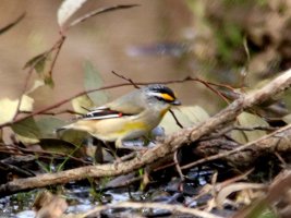 Striated Pardelote Woodlands_13-08-26_m_IMG_0112.JPG