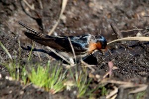 Welcome Swallow Blind Bight 70D _13-09-15_m_IMG_0355.JPG