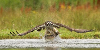 Osprey kills a Rainbow Trout.jpg
