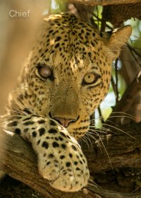 One eyed leopard1.jpg