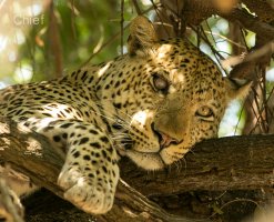 One eyed leopard2.jpg