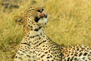 Contented Botswanan leopard.jpg