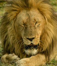 Old man Lion.jpg