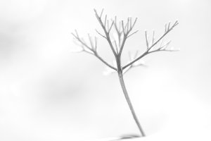 a twig.JPG