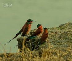Southern Carmine Bee-eaters.jpg