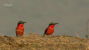 Southern Carmine Bee-eaters2.jpg