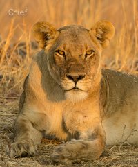 Zambian Lioness.jpg