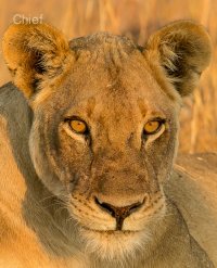Zambian Lioness2.jpg