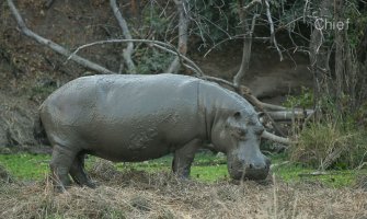 Muddy Hippo.jpg