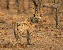 Young Hyena.jpg