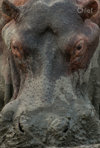 Hippo face-off.jpg