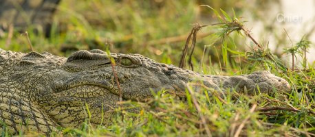 Croc eye.jpg